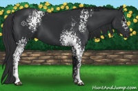 Horse Color:White Spotted Black