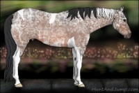 Horse Color:Bay Ice Roan Tobiano