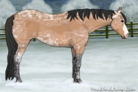 Horse Color:Bay Ice 