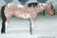 Horse Color:Brown Ice Roan Tobiano