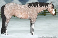 Horse Color:Bay Ice Roan 