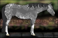 Horse Color:Black Ice 