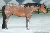 Horse Color:Bay Ice 