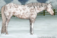 Horse Color:Silver Black Ice 