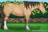 Horse Color:Sable Cream Champagne 