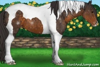 Horse Color:Buckskin Tobiano Varnish 