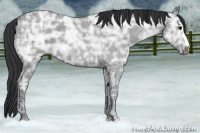 Horse Color:Blue Ice Roan 