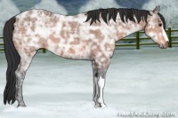 Horse Color:Bay Ice 