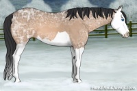 Horse Color:Bay Ice Dun Splash 