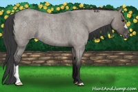 Horse Color:Grullo Roan Appaloosa 