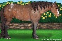 Horse Color:Buckskin Varnish