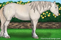 Horse Color:Perlino Roan Mushroom Appaloosa 