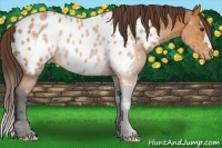 Horse Color:Buckskin Blanket 