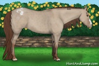 Horse Color:Classic Champagne Dun Appaloosa