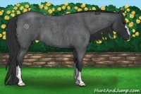 Horse Color:Blue Roan 