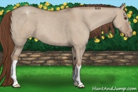 Horse Color:Classic Champagne Dun Appaloosa