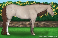 Horse Color:Classic Champagne Dun Varnish 