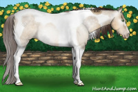 Horse Color:Gray Sable Cream Champagne Dun Tobiano Appaloosa