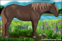 Horse Color:Liver Chestnut Rabicano