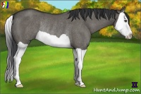 Horse Color:Grullo Splash Rabicano 