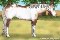Horse Color:Silver Bay Onyx Frame Appaloosa 