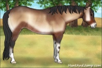 Horse Color:Brown Onyx Rabicano 