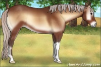 Horse Color:Silver Bay Onyx 