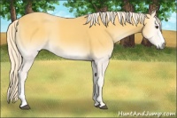 Horse Color:Palomino Onyx