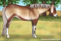 Horse Color:Silver Bay Onyx 