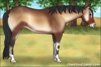 Horse Color:Bay Onyx 