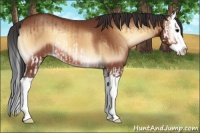 Horse Color:Bay Onyx Splash Rabicano  and Bay Onyx Splash 