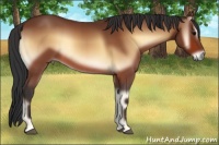 Horse Color:Bay Onyx 