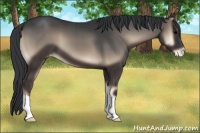 Horse Color:Blue Onyx Appaloosa