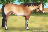 Horse Color:Bay Onyx