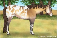 Horse Color:Buckskin Onyx Appaloosa