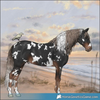 Horse Color:White Spotted Liver Chestnut