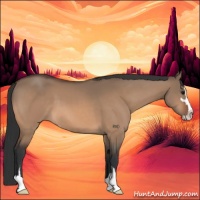 Horse Color:Bay Dun Sabino 