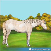 Horse Color:Cremello Roan Splash and Palomino Roan Splash