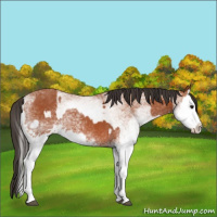 Horse Color:White Spotted Bay Splash  and White Spotted Bay Splash 