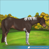 Horse Color:Liver Chestnut Tobiano