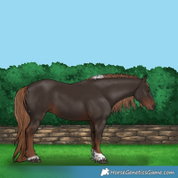 Horse Color:Liver Chestnut Tobiano 