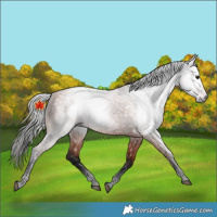Horse Color:Unknown 