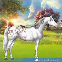 Horse Color:Silver Grullo Appaloosa