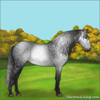 Horse Color:Gray Black 