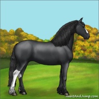 Horse Color:Black 