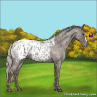 Horse Color:Silver Blue Roan Appaloosa 