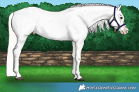 Horse Color:Silver Grullo Roan Splash Near Fewspot 