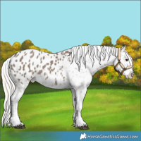 Horse Color:Silver Grullo Appaloosa 