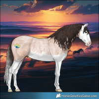 Horse Color:Bay Roan Splash Rabicano 