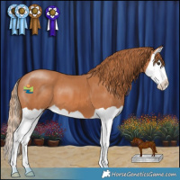Horse Color:Chestnut Splash 